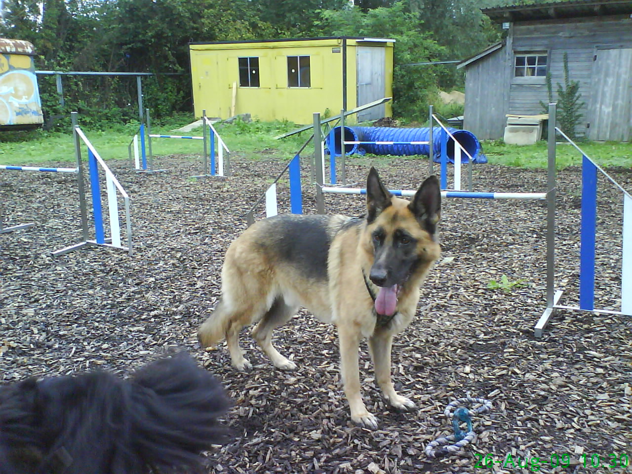 Ianosh auf dem Hundeplatz