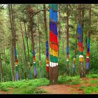 IBARROLA BOSQUE DE OMA HDR