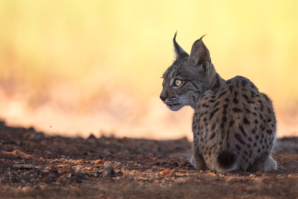 Iberian Lynx