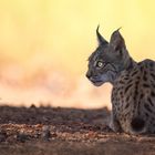 Iberian Lynx