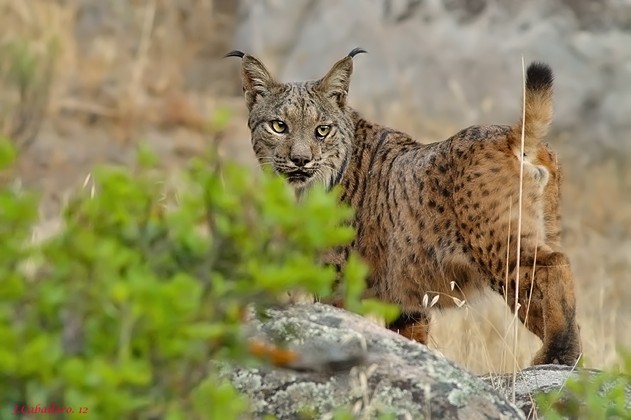 Iberian Lynx