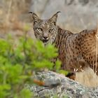 Iberian Lynx