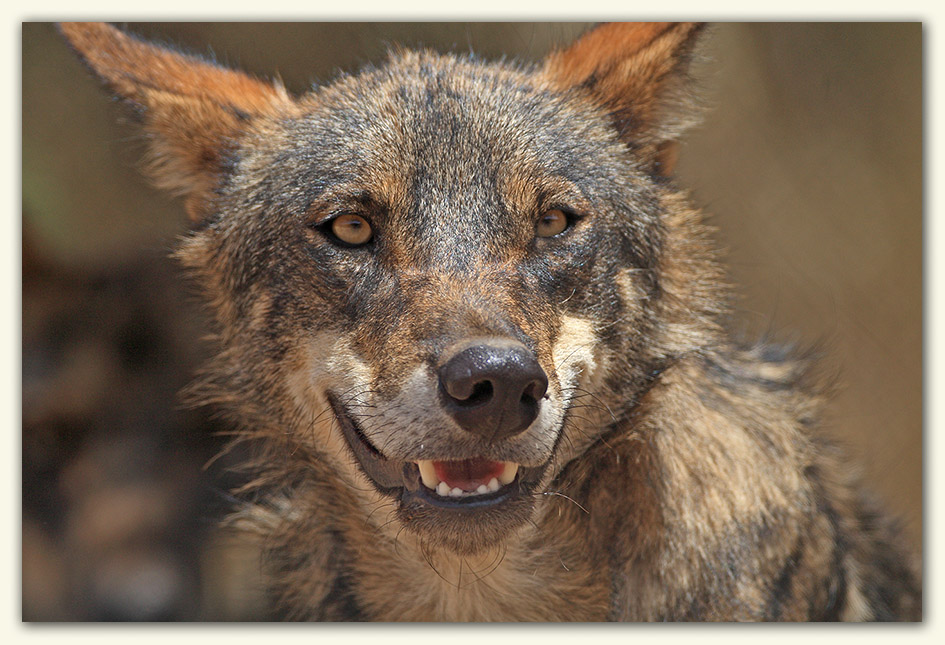 Iberian Wolf