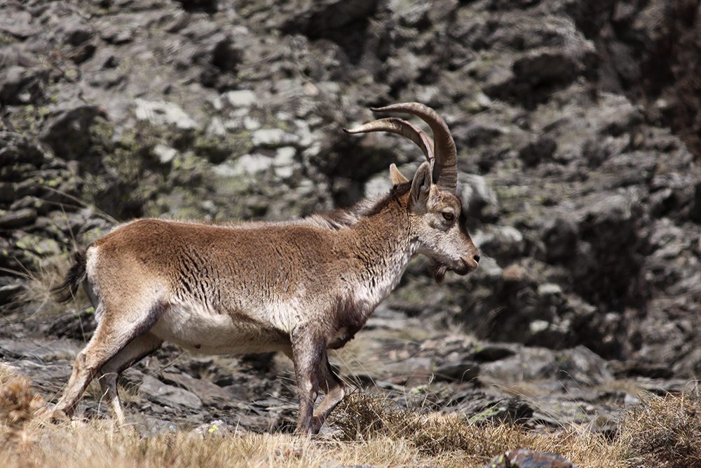 Iberiensteinbock