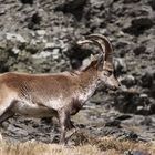 Iberiensteinbock