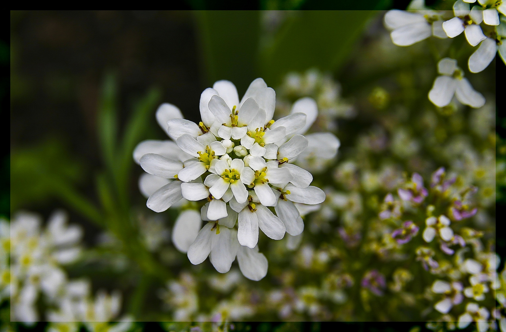 Iberis sempervirens