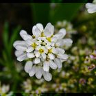 Iberis sempervirens