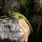 Iberische Gebirgseidechse beim Sonnenbad