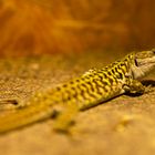 Iberische Gebirgseidechse - fotografiert im Terrarium Neu-Ulm