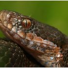 Iberische Kreuzotter (Vipera seoanei seoanei)