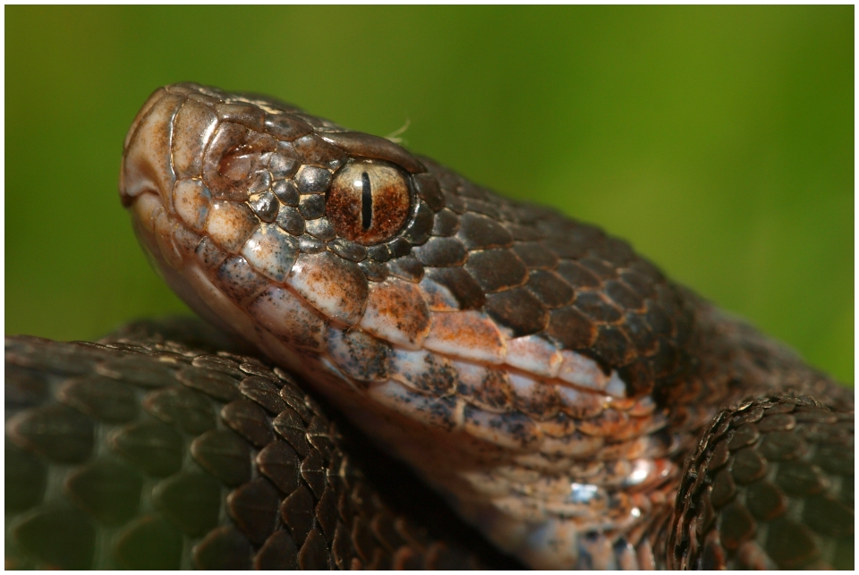 Iberische Kreuzotter (Vipera seoanei seoanei)