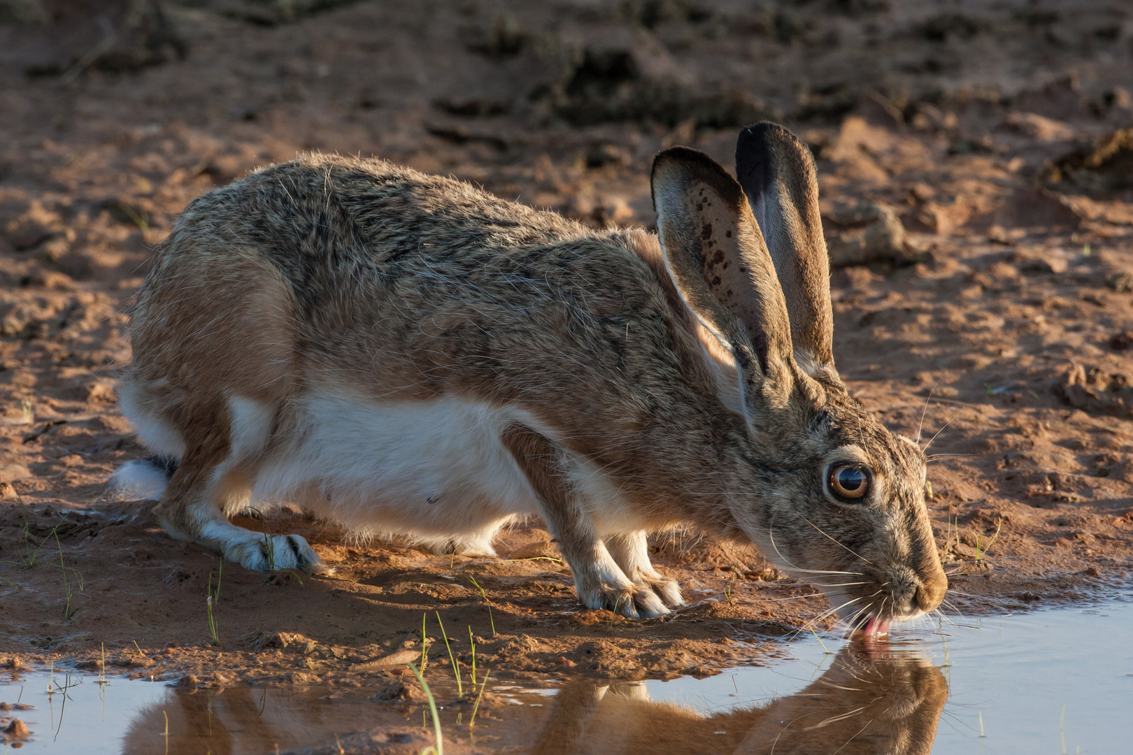 Iberischer Hase:        Durst ist schlimmer als Heimweh !!