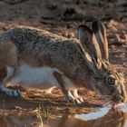 Iberischer Hase:        Durst ist schlimmer als Heimweh !!