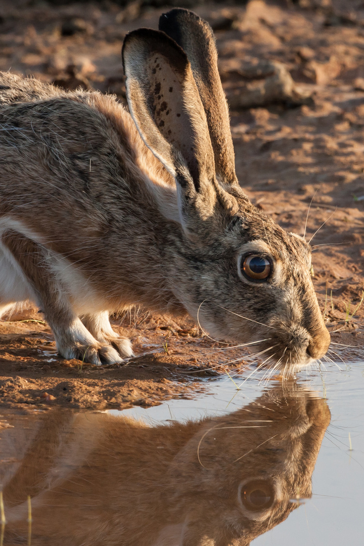 Iberischer Hase: Langohr