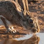 Iberischer Hase: Langohr