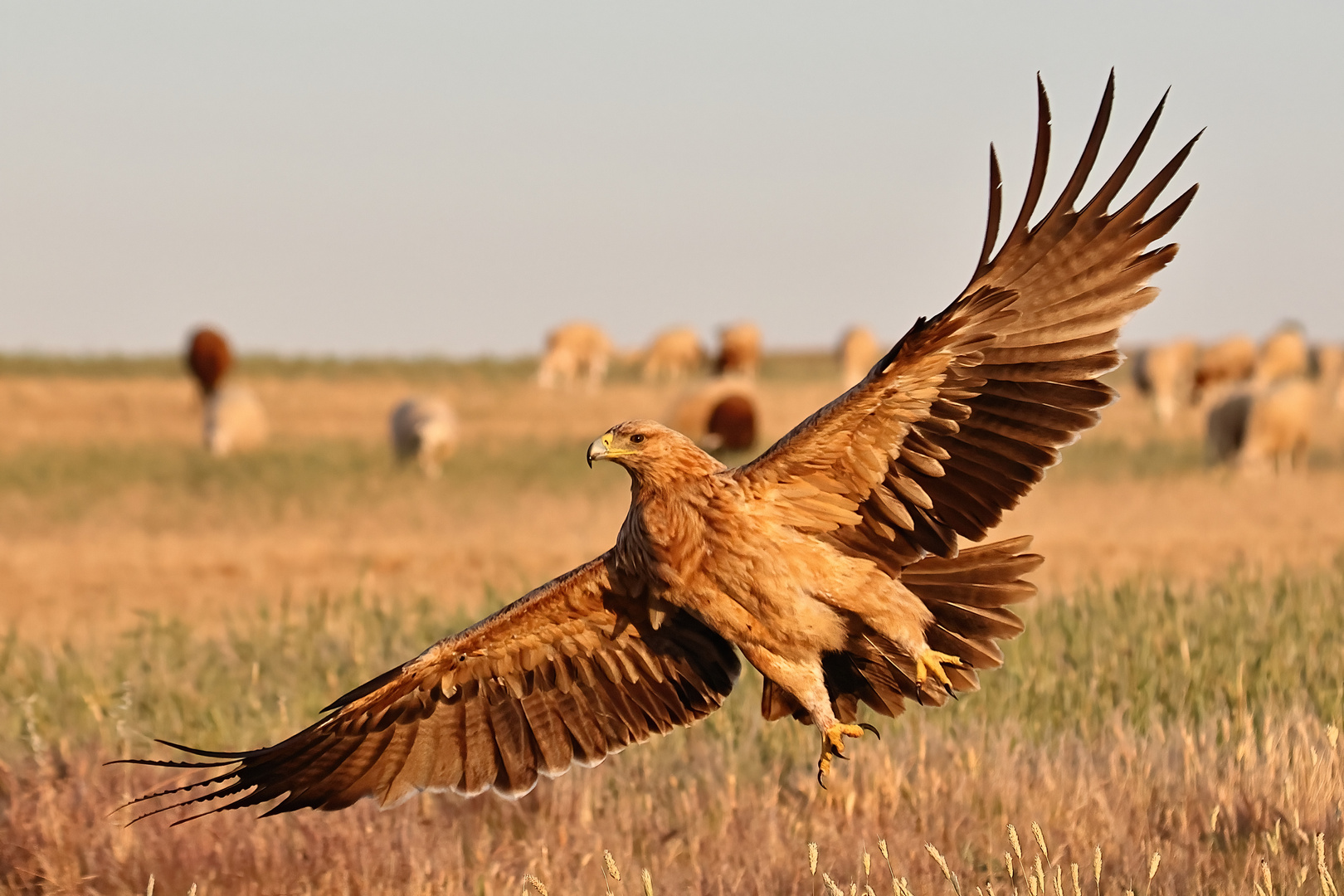 Iberischer Kaiseradler