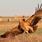 Iberischer Kaiseradler