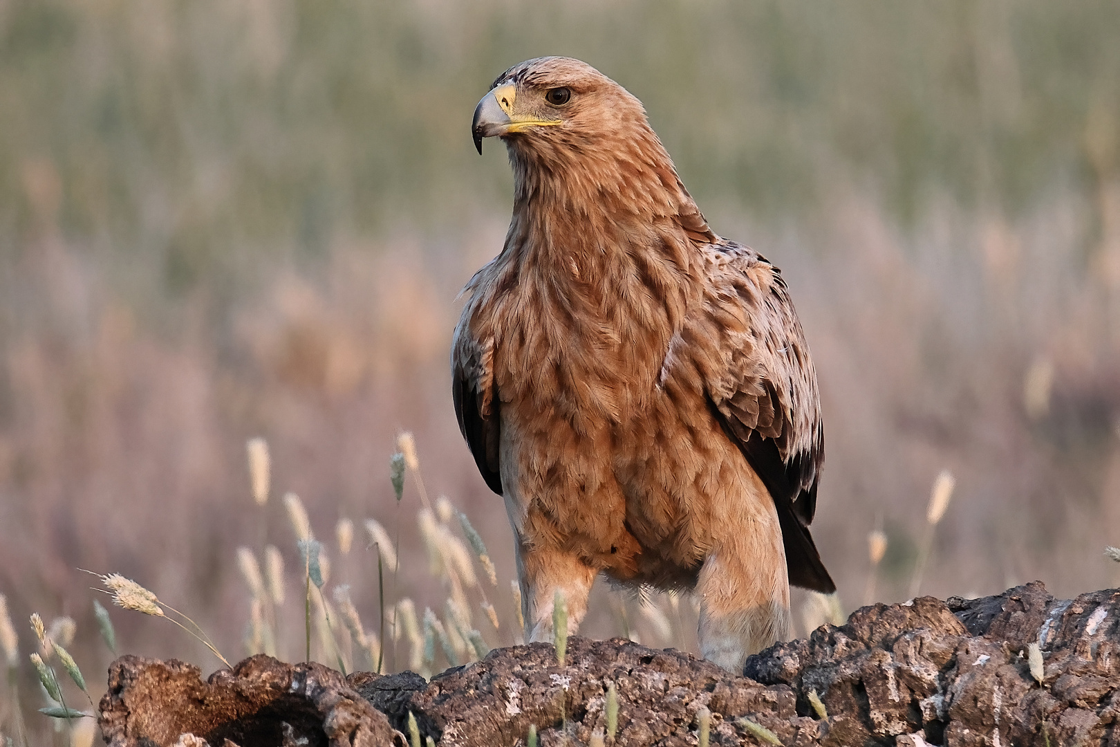 Iberischer Kaiseradler