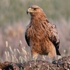 Iberischer Kaiseradler