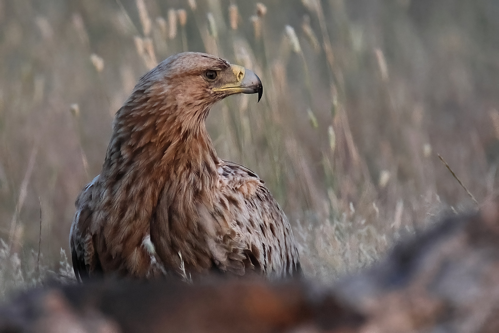 Iberischer Kaiseradler - Portrait