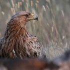 Iberischer Kaiseradler - Portrait