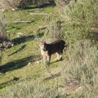 Iberischer Luchs