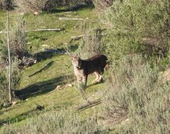 Iberischer Luchs