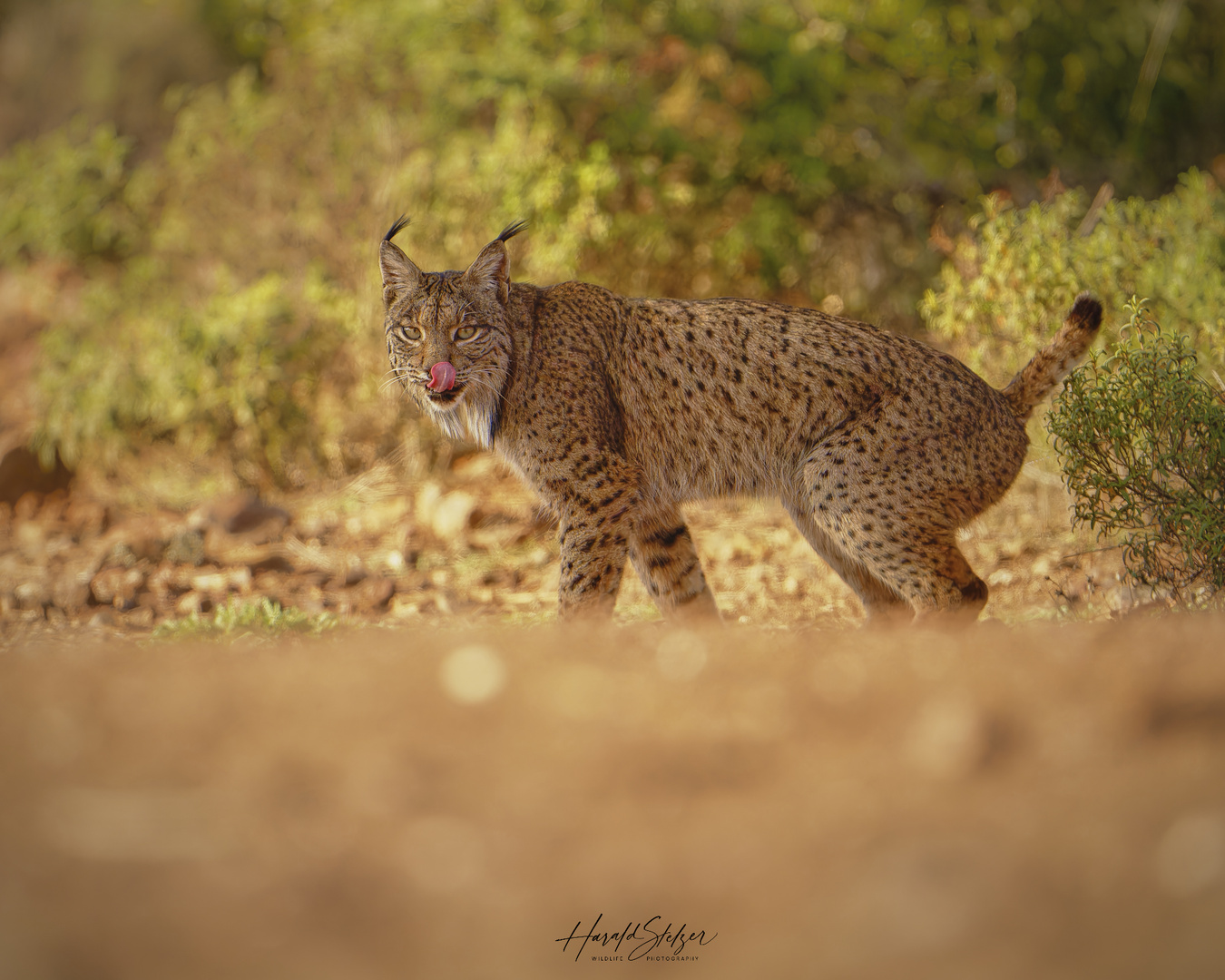 Iberischer Luchs 