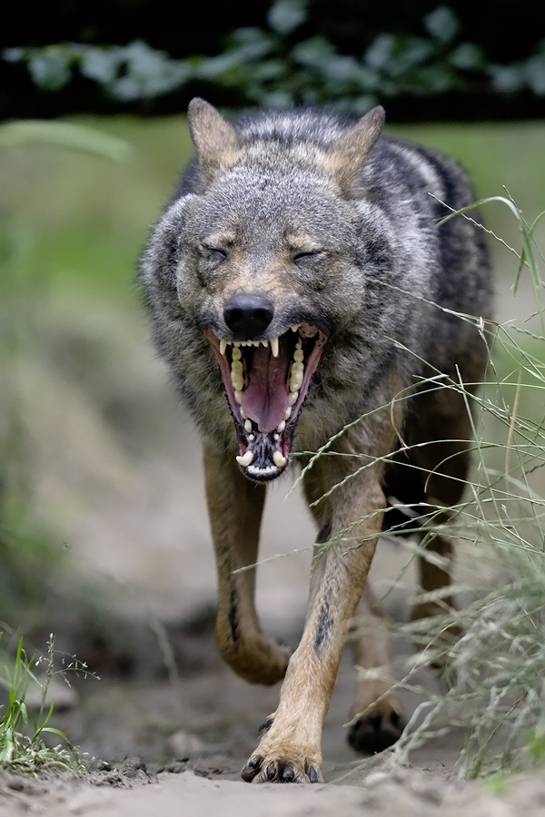 iberischer müder wolf ...