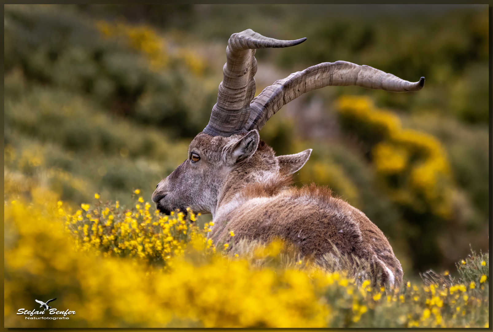 Iberischer Steinbock 2 Foto & Bild tiere, wildlife, wildlife