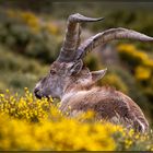 Iberischer Steinbock 2