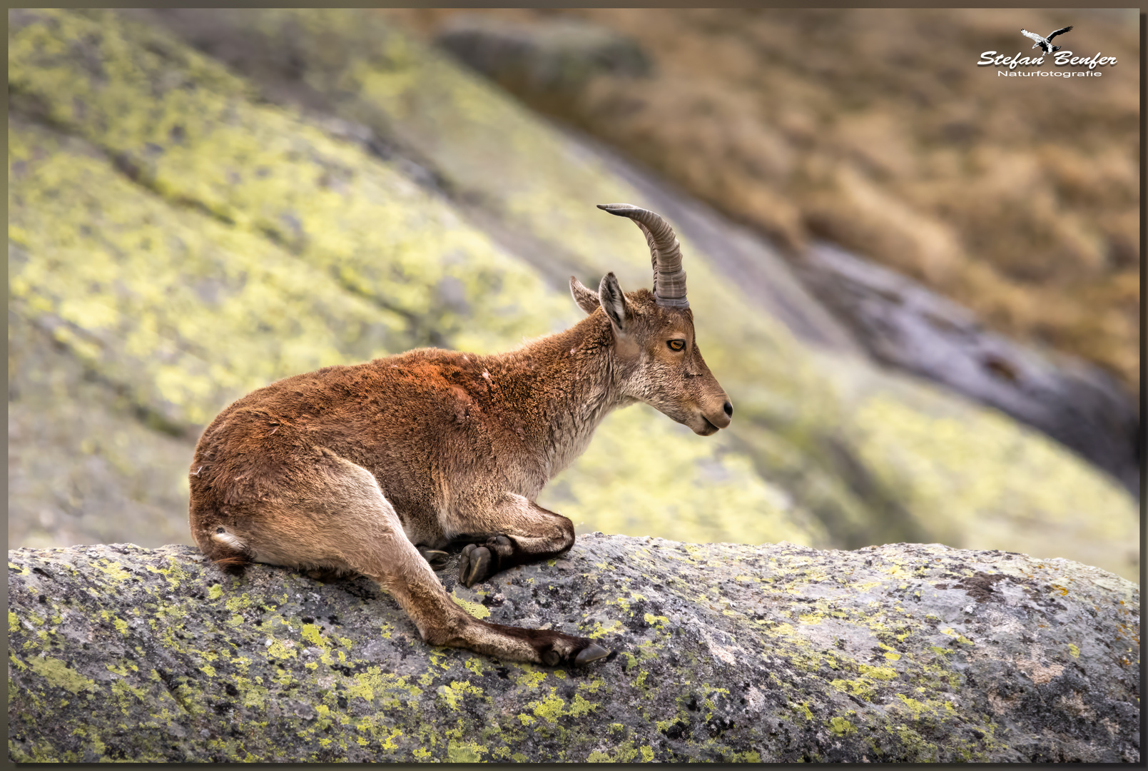 Iberischer Steinbock