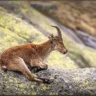 Iberischer Steinbock