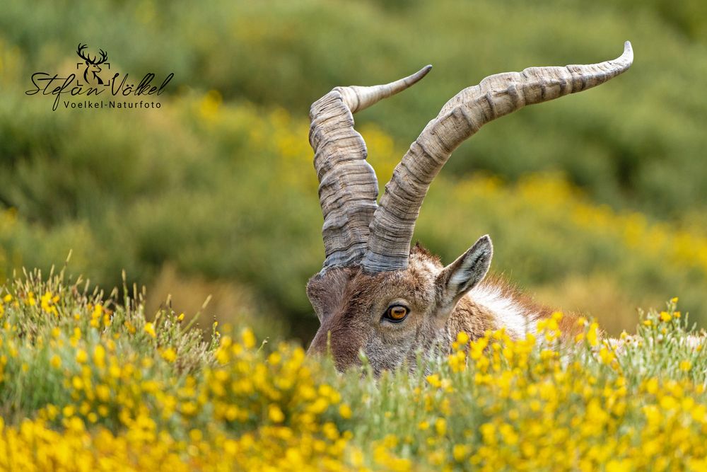 Iberischer Steinbock (Capra pyrenaica)