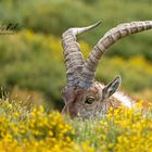 Iberischer Steinbock (Capra pyrenaica)