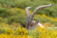 Iberischer Steinbock (Capra pyrenaica)