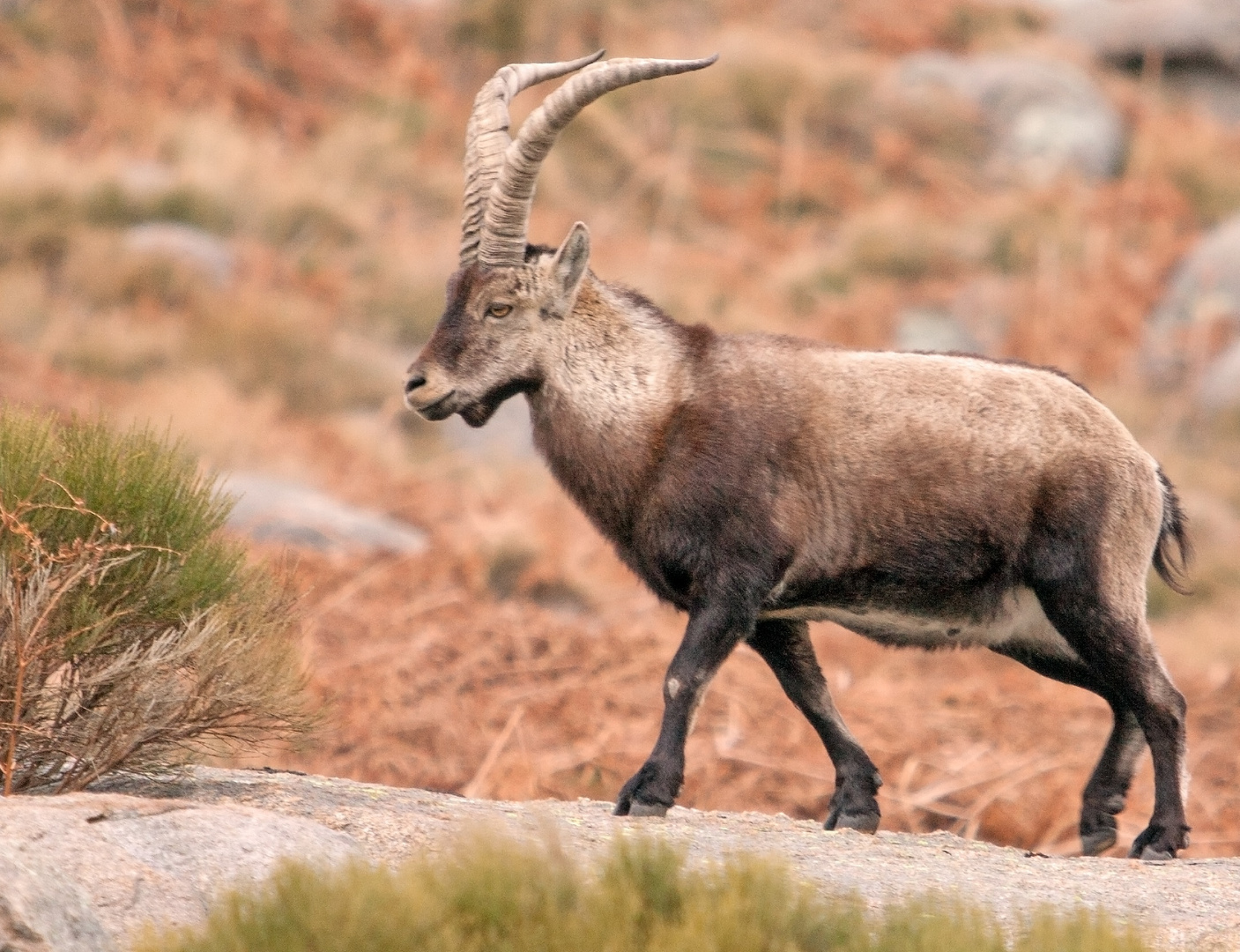 Iberischer Steinbock