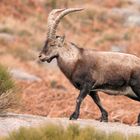 Iberischer Steinbock