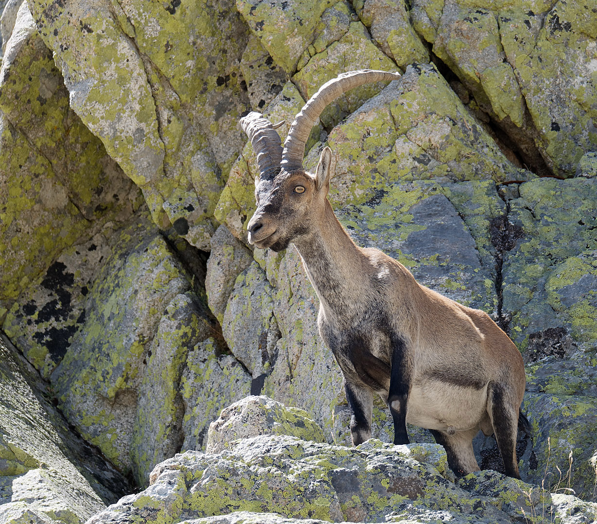 Iberischer Steinbock im Gredos Gebirge