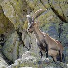 Iberischer Steinbock im Gredos Gebirge