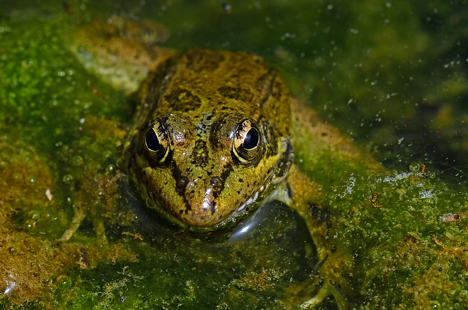  Iberischer Wasserfrosch