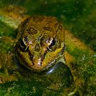  Iberischer Wasserfrosch