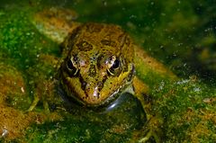  Iberischer Wasserfrosch