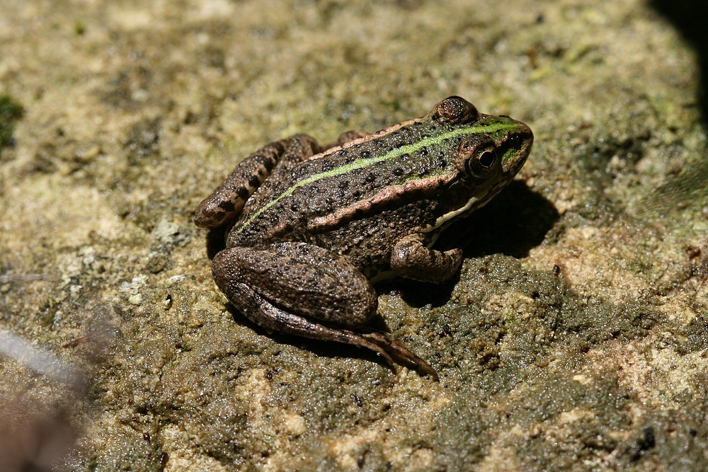 Iberischer Wasserfrosch (Provence)