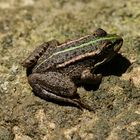 Iberischer Wasserfrosch (Provence)