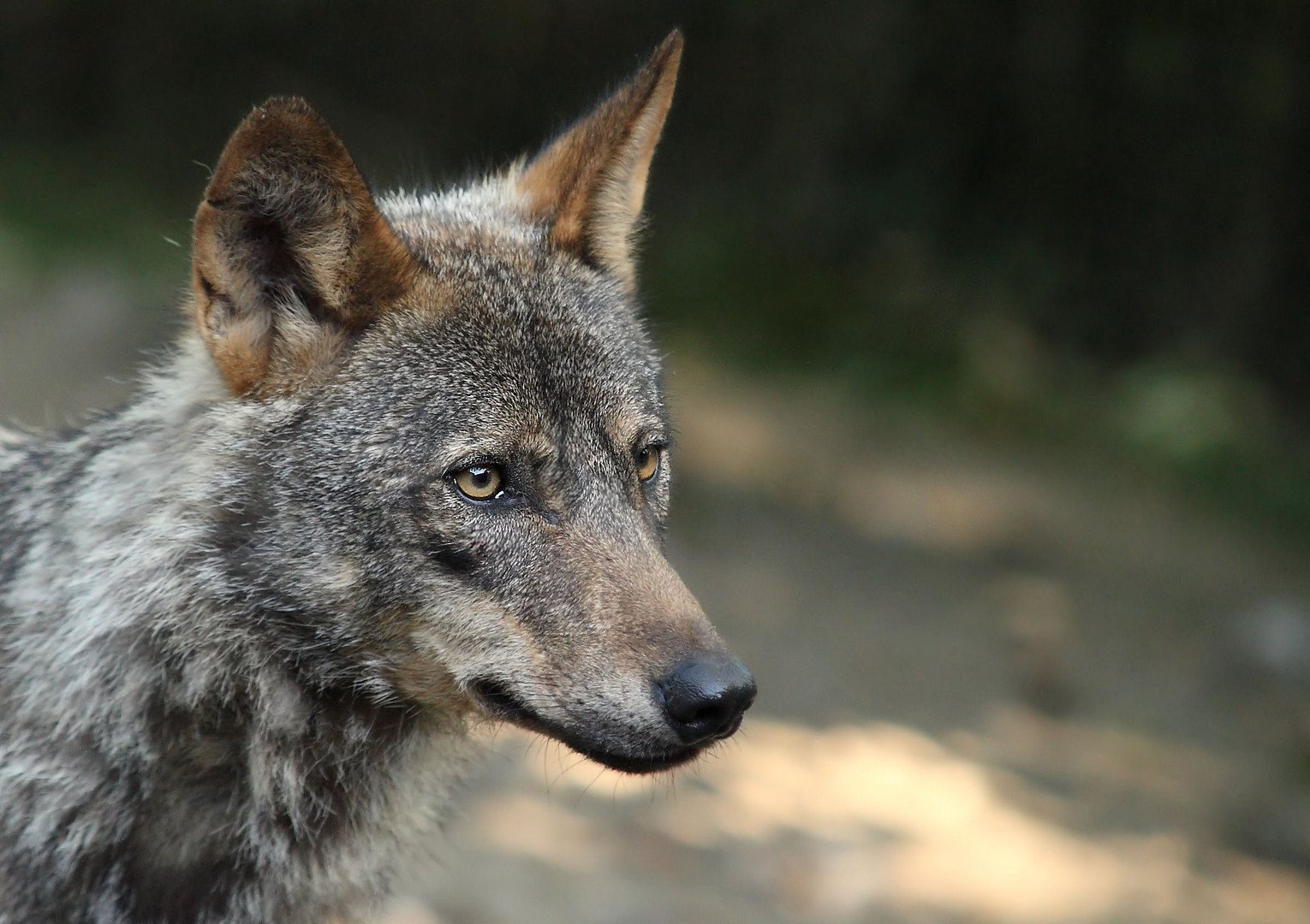 Iberischer Wolf