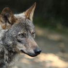 Iberischer Wolf