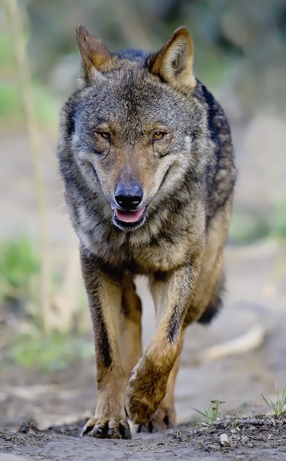 iberischer wolf