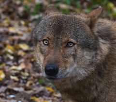 iberischer Wolf