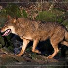 Iberischer Wolf